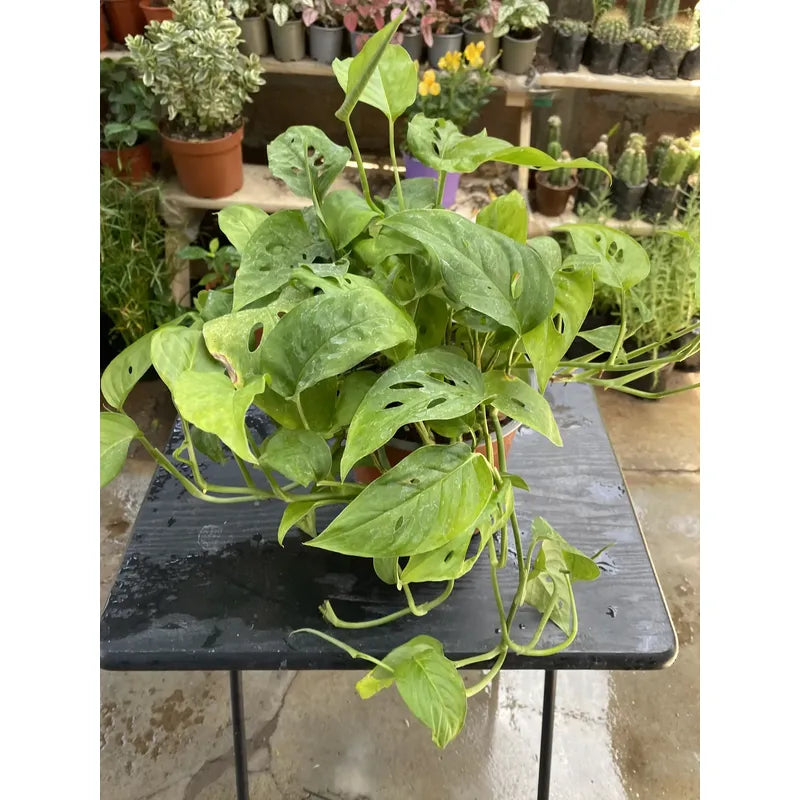 Monstera Adansoni