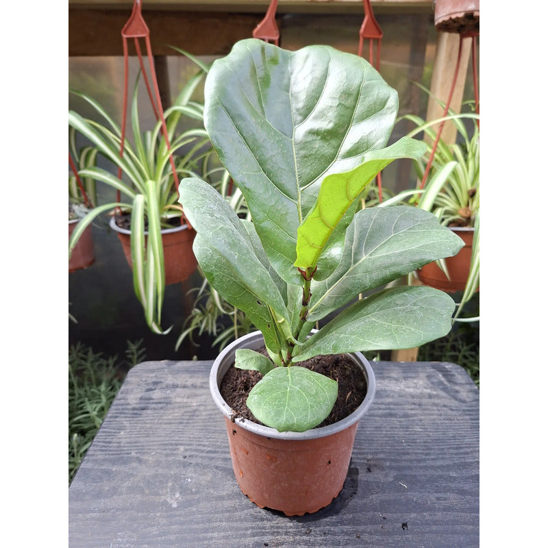 Ficus Lyrata Pequeño/ Gomero Pera Planta De Interior