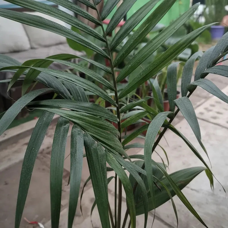Kentia Palmera Interior Decorativa 120cm