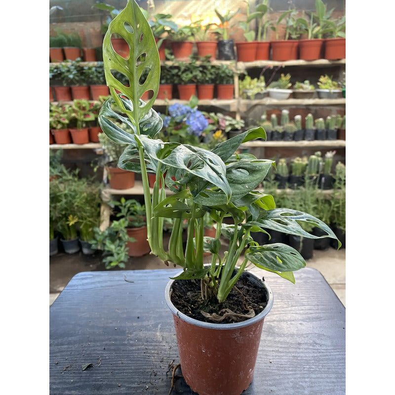 Monstera Obliqua Planta Colgante Trepadora