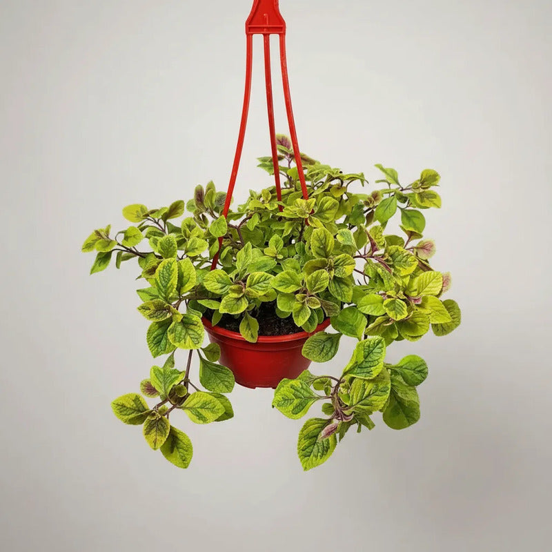 Dolar Variegado Planta Colgante Blanco