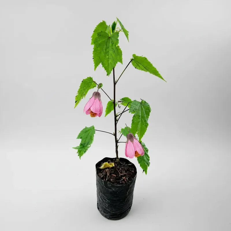 Abutilon Farolito Chino Arbusto Ornamental Pequeño 40cm Rosa