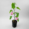 Abutilon Farolito Chino Arbusto Ornamental Pequeño 40cm Rosa