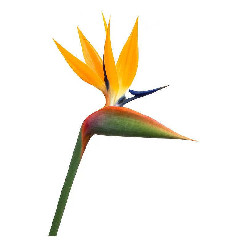 Flor Del Pájaro Ave Del Paraíso / Strelitzia Reginae 30cm