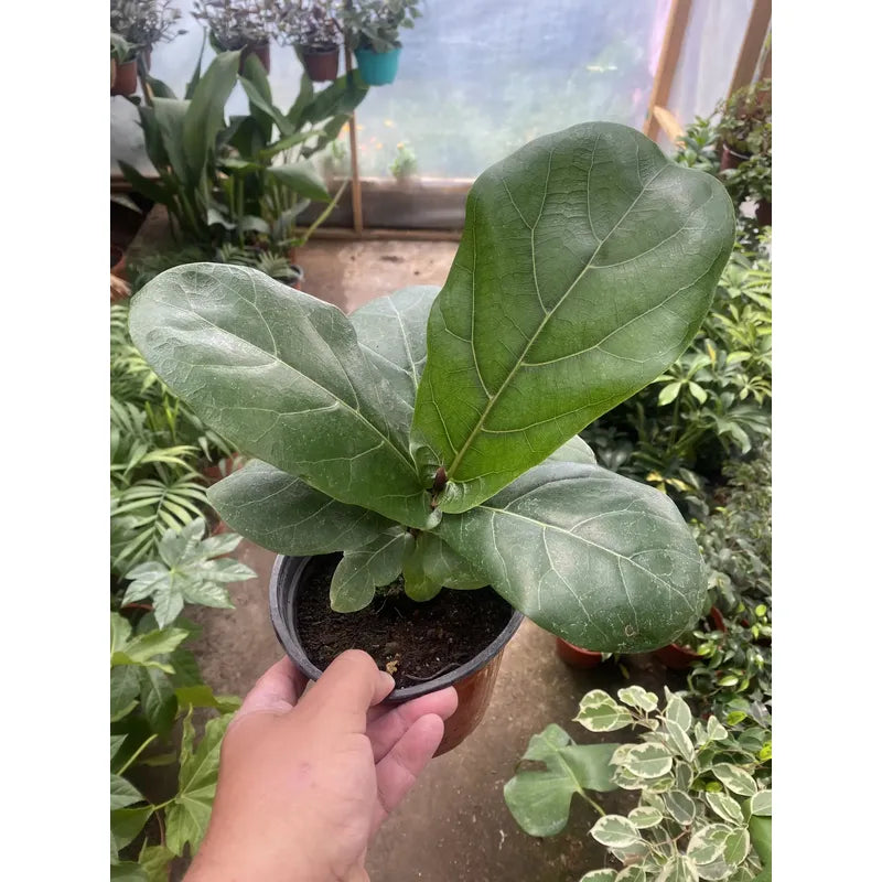 Ficus Lyrata Pequeño/ Gomero Pera Planta De Interior