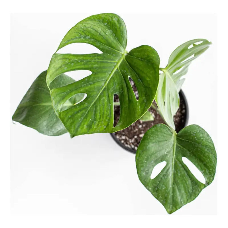 Monstera Deliciosa Philodendro / Costilla De Adán
