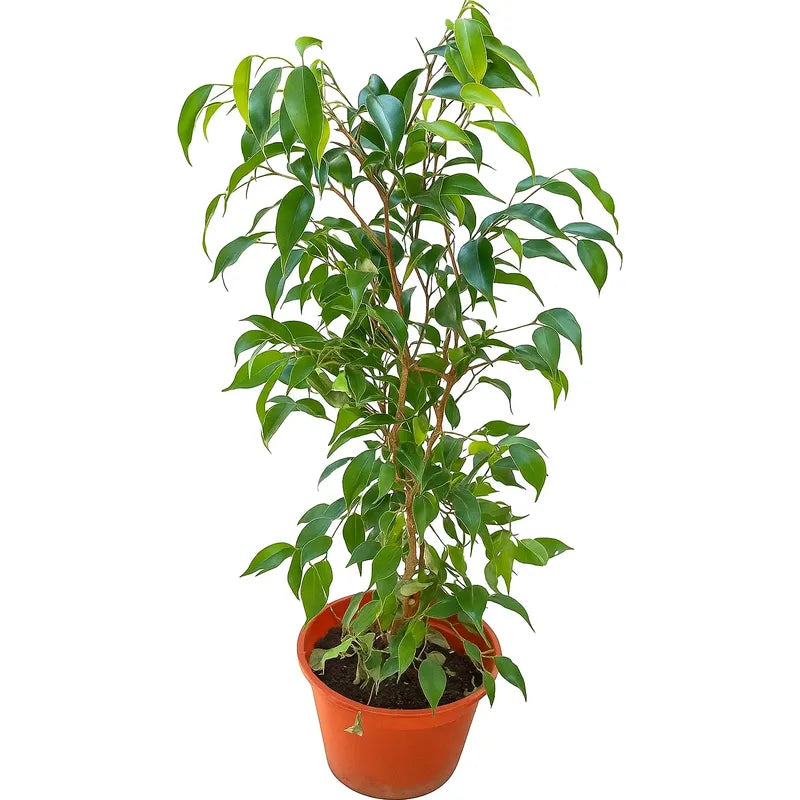Ficus Mini Twilly Verde / Ficus Enano