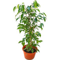 Ficus Mini Twilly Verde / Ficus Enano