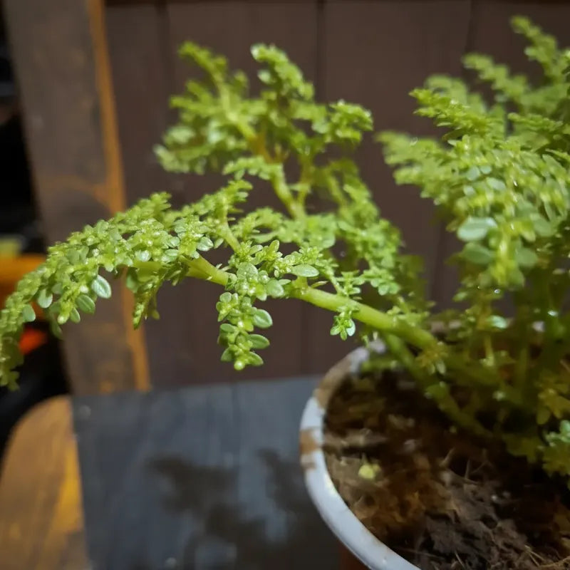 Helecho Arroz Planta Ornamental