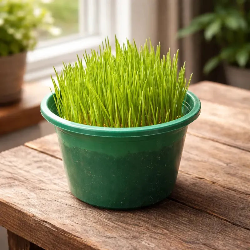 Pasto de Trigo para Gatos - Planta Lista Para Consumo