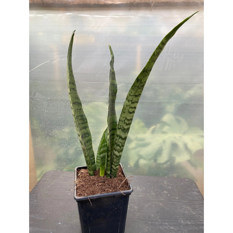 Sansevieria Zeylanica Planta De Interior Lengua De Suegra