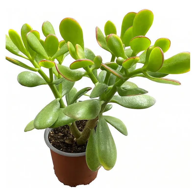 Jade Tricolor Pequeño Árbol De La Abundancia