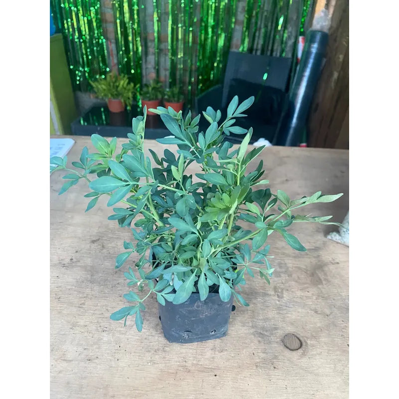 Ruda Pequeña Planta De Protección