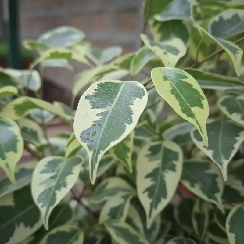 Ficus Melany Variegado