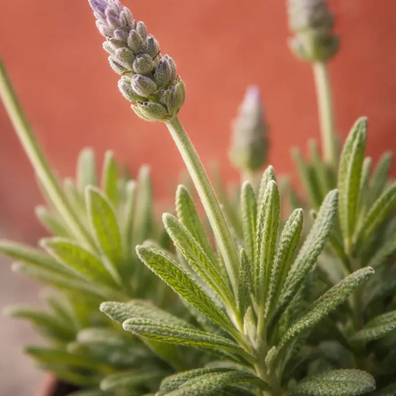 Lavanda Francesa Grande Hierba Aromática Y Medicinal Violeta