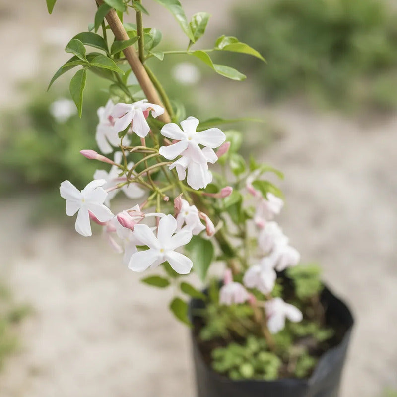 Jazmin Polyanthum/poleanta Jazmin Chino Enredadera Aromatica Blanco