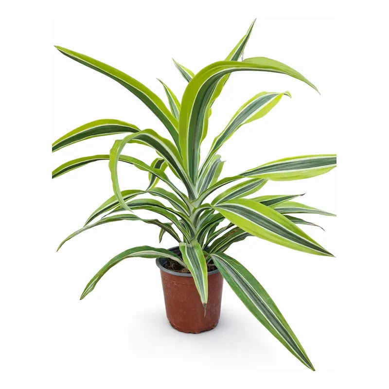 Dracena Warneckii Palmera Interior