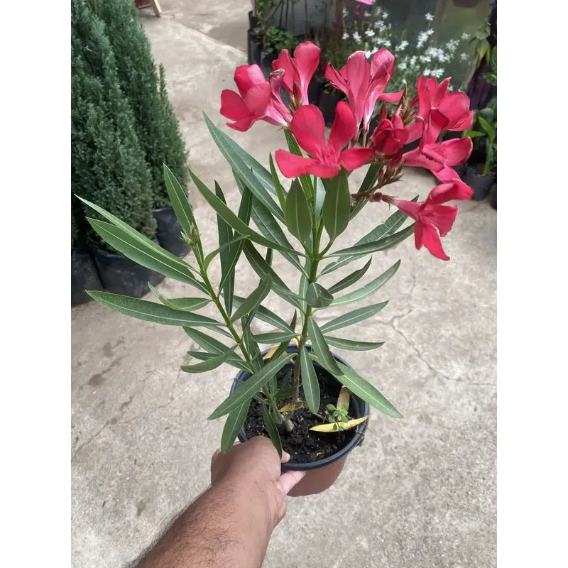 Laurel De Flor 70cm Planta Exterior Diferentes Colores