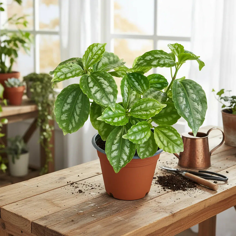 Pilea Cadierei Planta Interior Ornamental