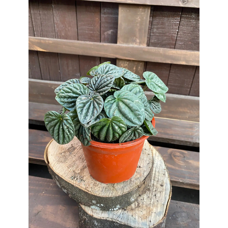 Peperomia Caperata/cáscara De Nuez