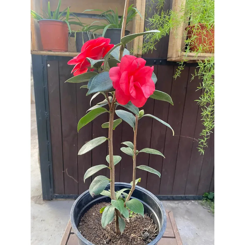 Camelia Grande Planta De Floracion Invernal