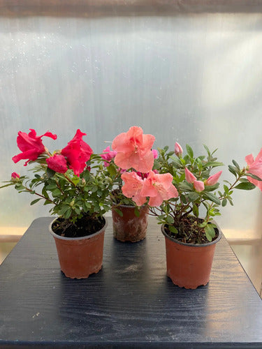 Azalea Pequeña Planta Ornamental