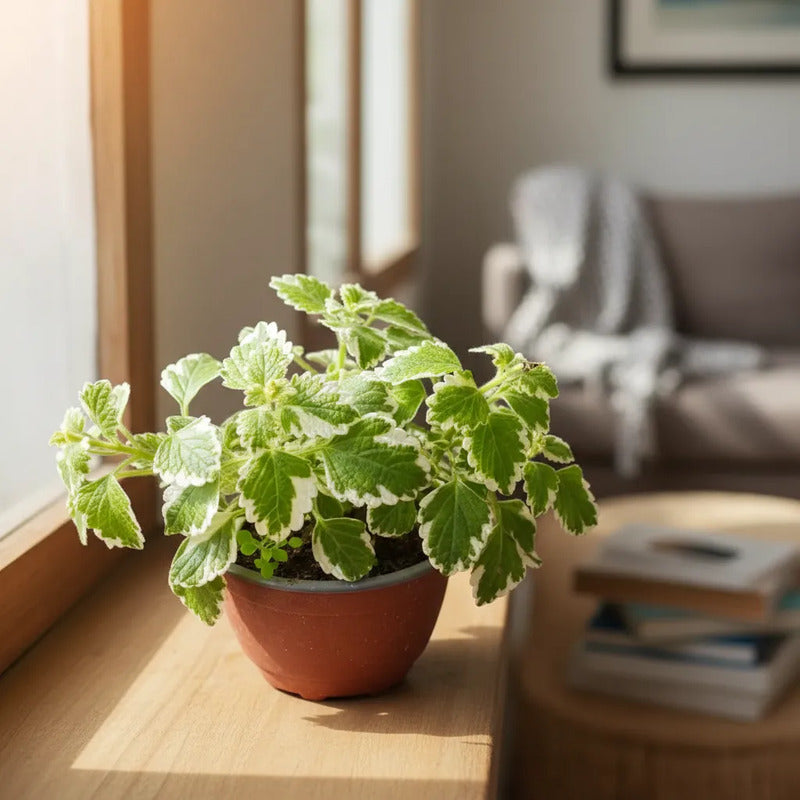 Dolar Incienso Planta Aromática