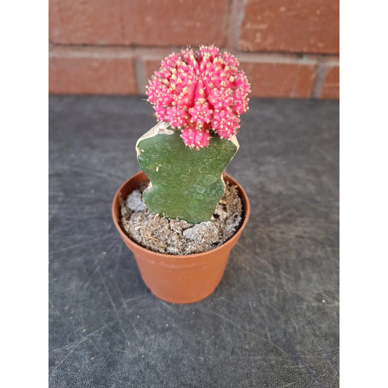 Cactus Injertado Pequeño Fucsia
