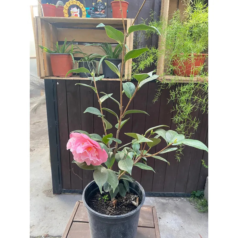 Camelia Grande Planta De Floracion Invernal