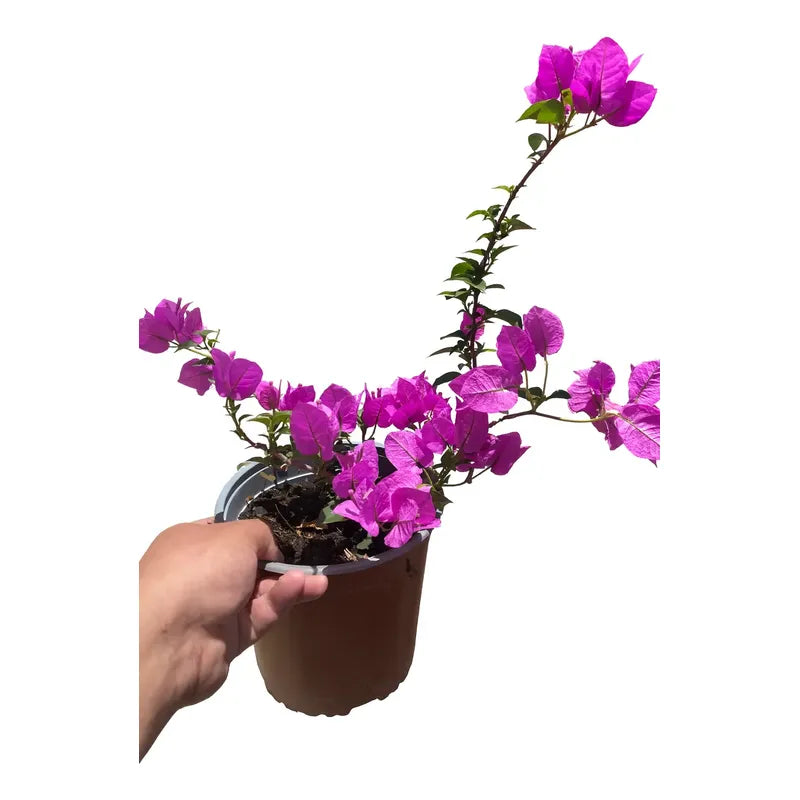 Bugambilia Pequeña Planta Trepadora Violeta