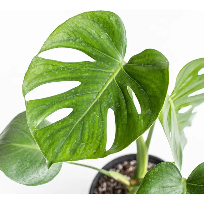 Monstera Deliciosa Philodendro / Costilla De Adán