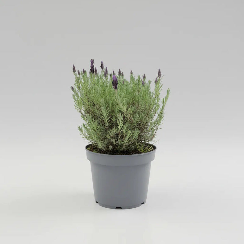Lavanda Stoecha Grande