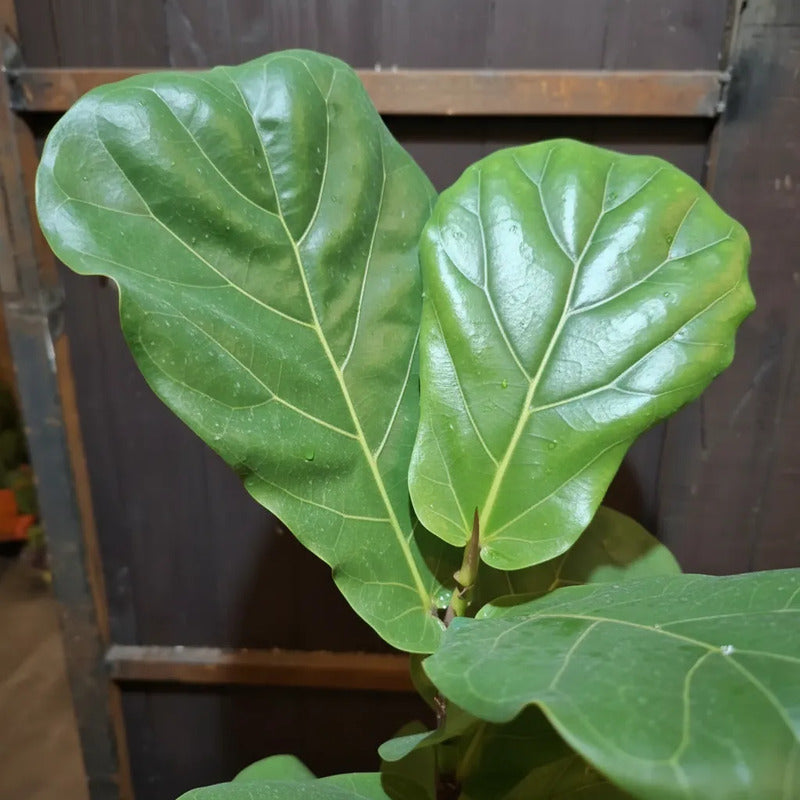 Ficus Lyrata/ Gomero Pera 70cm Planta Interior Ornamental