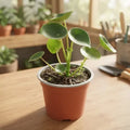 Cucharita Peperomia Pequeña Planta Interior Decorativa