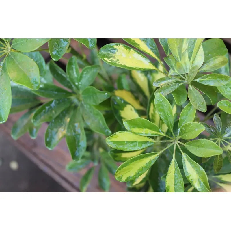 Cheflera / Schefflera Grande