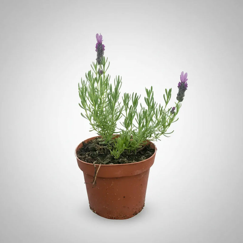 Lavanda Stoechas Pequeña
