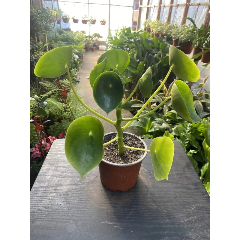 Cucharita Peperomia
