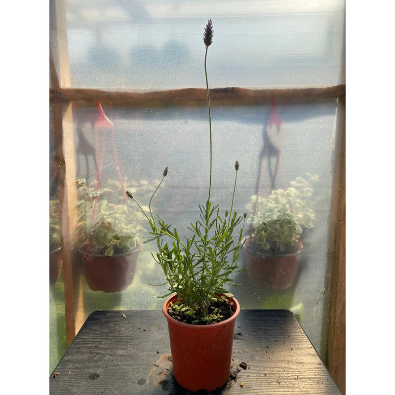 Lavanda Francesa Planta Aromática