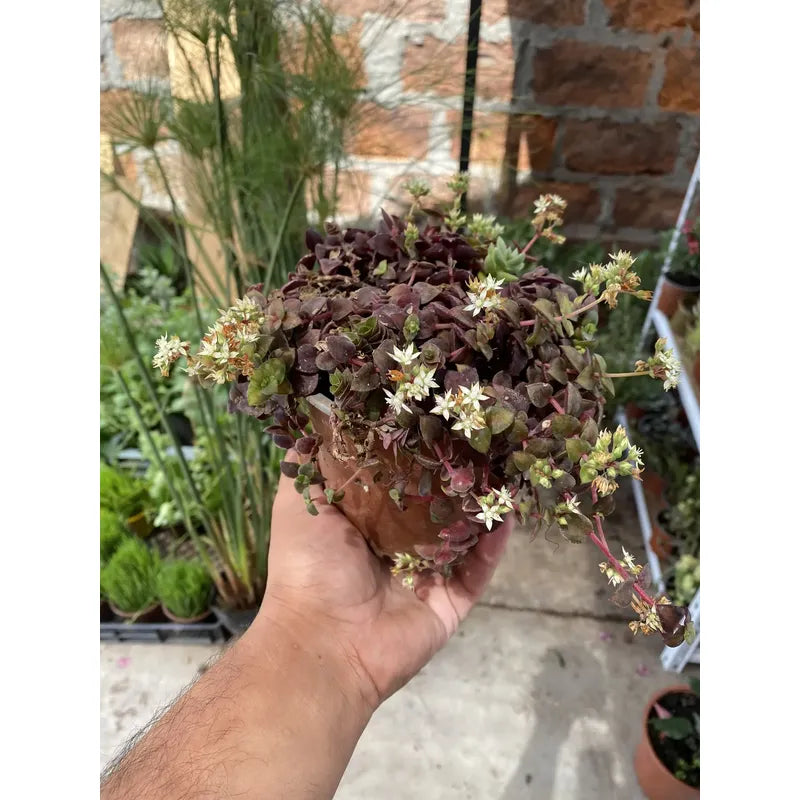 Crasula Pellucida Suculenta Colgante Violeta Oscuro