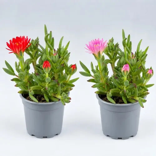 Pack 4 Rayito Sol Planta Ornamental Exterior Suculenta