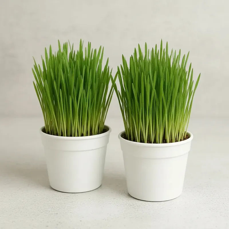 Pack 2 Pasto de Trigo para Gatos - Planta Lista