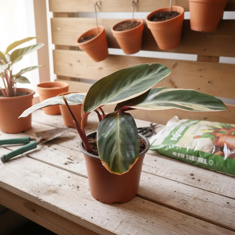 Calathea/ Stromanthe Triostar Planta Interior