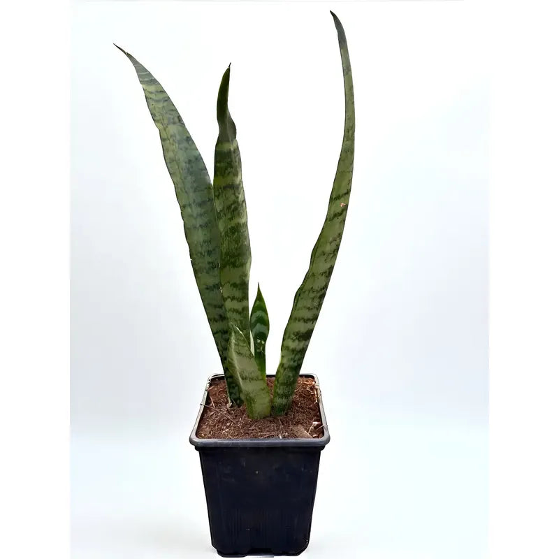 Sansevieria Zeylanica Planta De Interior Lengua De Suegra
