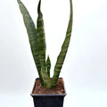 Sansevieria Zeylanica Planta De Interior Lengua De Suegra