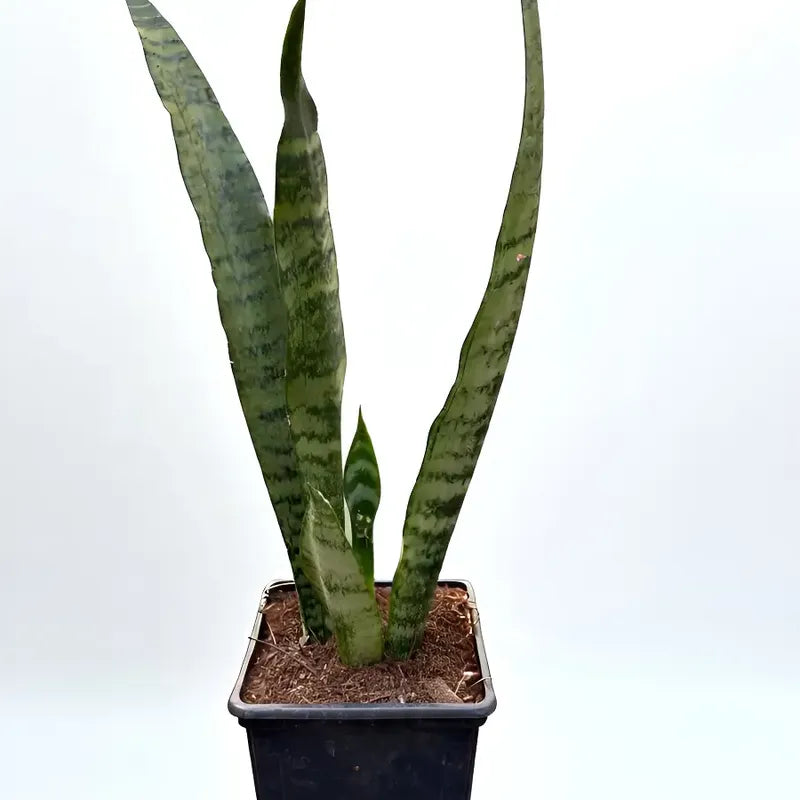 Sansevieria Zeylanica Planta De Interior Lengua De Suegra
