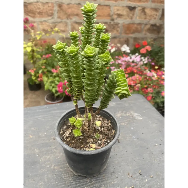 Crassula Green Pagoda Suculenta