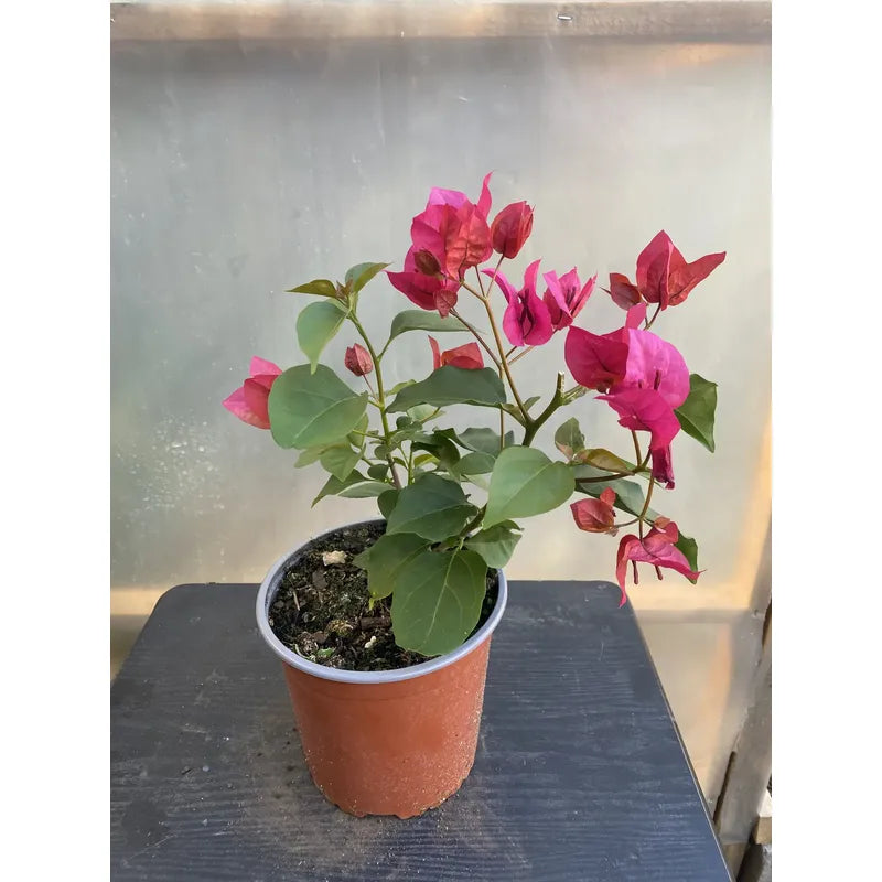 Bugambilia Pequeña Planta Trepadora Fucsia