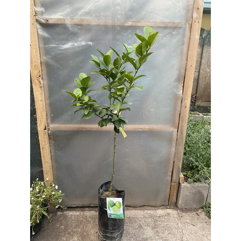 Árbol Frutal Limon De Pica