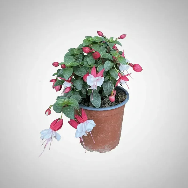 Planta Chilco /fucsia/bailarina/no Envío A Regiones Blanco