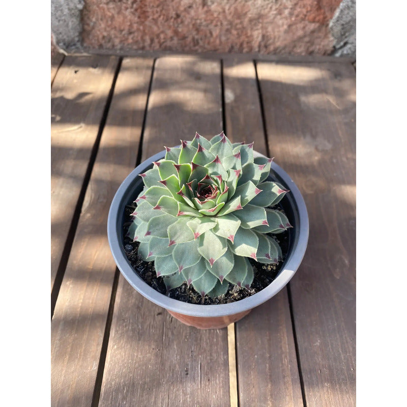 Suculenta Uñas De Señorita Sempervivum Calcareum